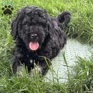 Lola, Mini Bernedoodle Puppy